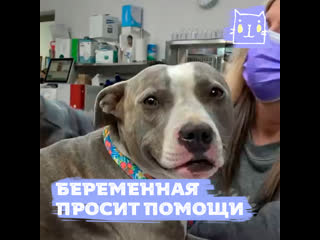 video беременная молодые пришла просить помощи sex