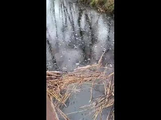video так выглядит частный пруд где разводят карасей на продажу sex