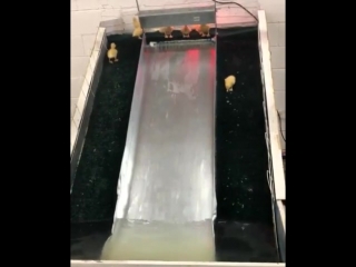 video duckies going down waterslide sex