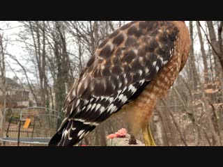 video i dont know how to tell the hawk that its reddit famous but here is another video of it from slightly farther away sex