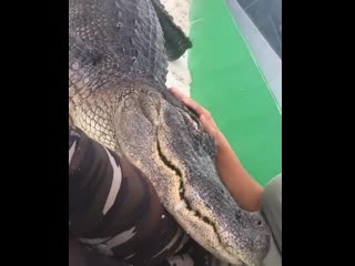 video is this a crocodile or lapdog sex
