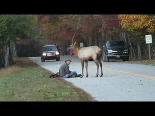 video a young elk challenges a photographer who just wants to get a few good nature shots sex