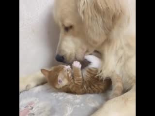 video kitten and good boy become bestest friends sex