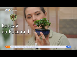 video студия бонсай на россии 1 в передаче утро россии дачная рубрика sex