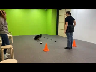 video видео от viva and annie cavalier king charles spaniel sex