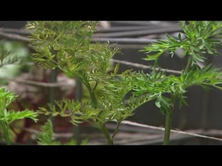 video модернизированные самолеты праздник тигров космический урожай и многое другое в арктическом дайдже sex