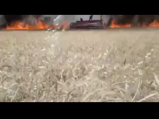 video пожарная команда едва не пострадала во время попытки потушить пожар на пшеничном поле у села тель захаб в sex