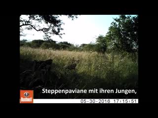 video редчайшее молодые сняла скрытая камера немецких зоологов на вулкане килиманджаро sex