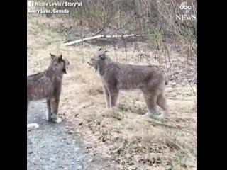 video real voice no edit life is beautiful lol перевод реальный голос не изменить жизнь прекрасна лол sex