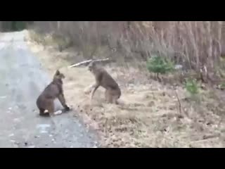 video две рыси в онтарио напряженный разговор sex