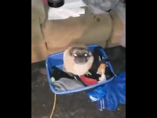 video дома притворяюсь что я сексуальный и я в ночном клубе дрожит что задницу sex