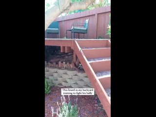 video эта ящерица на моем заднем дворе тренируется драться со своим хулиганом sex