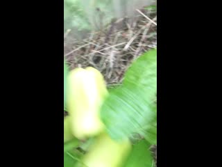 video xxxn img 0035 mov sex