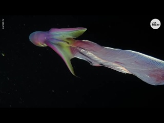 video rare rainbow blanket octopuses caught on camera in the phillippines sex