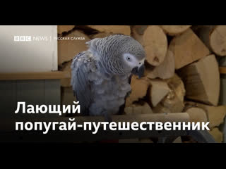 video попугай в шотландском кафе лает разговаривает с посетителями и извиняется sex