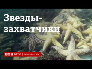 video как амурские морские звезды захватили побережье австралии и кто с ними борется sex