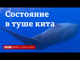 video очень большая золотая рыбка как туша кита принесла рыбакам 15 млн долларов sex