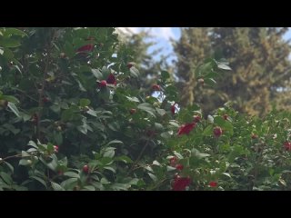 video камелия японская в парке санатория айвазовское sex