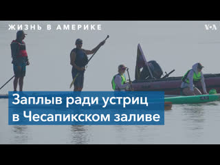 video 320 км на падлборде заплыв через чесапикский залив стартовал на восточном побережье sex