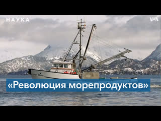 video в сша говорят о революции рынка морепродуктов sex