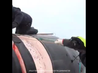 video кит и негры чёрная африка всё что южнее сахары не только чукчи и японцы поглощают китятину sex