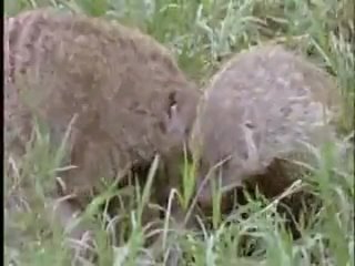 video bbc брачные игры в мире молодые серия 3 sex