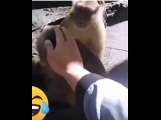 video отстань от моей девочки sex