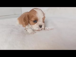 video 7 968 479 14 04 профессиональный монопородный питомник кавалер кинг чарльз спаниелей из прованса с любовью sex
