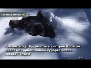 video в канаде рейнджер сняла на камеру пробуждение гризли в скалистых горах sex