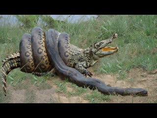 video python vs alligator 01 real fight python attacks alligator sex