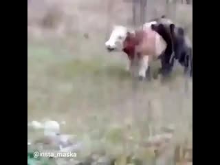 video медведь с удовольствием полакомится говядиной sex