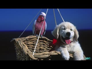 video пес наполеон наполеон napoleon 1995 австралия япония приключения молодые в кино режиссёр марио андриччион sex
