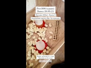 video mpg vid 105690222 045609 019 mp4 sex