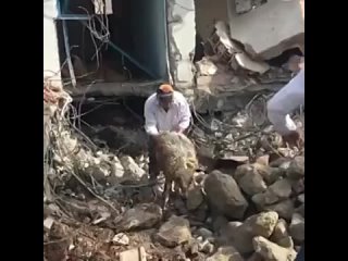 video в газиантепе сотрудники муниципального управления сельского и лесного хозяиства вытащили из под завалов sex