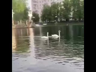 video на патриарших прудах неадекватная женщина решила принять водные процедуры sex