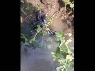 video в ставропольском крае мужик обнаружил на арбузном поле крысиного короля мышей связанных хвостами в узел sex