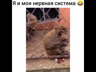 video я и моя нервная система sex