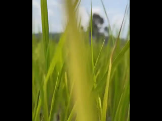 video video by yaya urassaya sperbund яя урассая спербунд sex