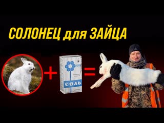 video как поймать зайца устраиваем солонец для зайца как сделать солонец sex