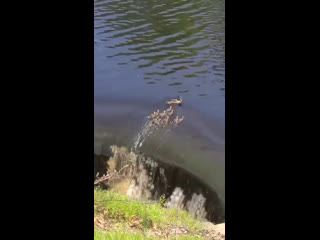 video семейство утят во время заплыва приблизились к водопаду на опасной дистанции sex