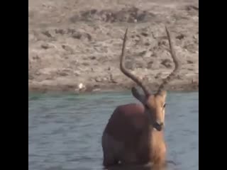 video очень странная встреча импалы с молодым крокодилом sex