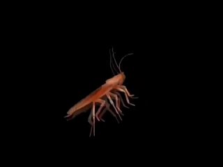 video and таракан серёга и пожилой ящерка флекят под куми куми хаба хаба лака лака смотреть mp3 бесплатно 360p mp4 sex