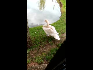 video видео от последняя нервная клетка sex