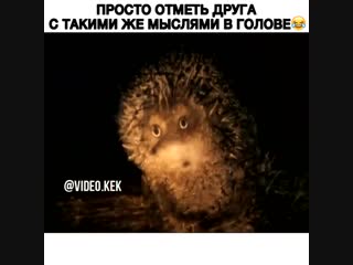 video video kek пересылай другу с такими же мыслями в голове sex
