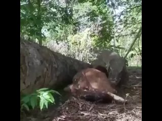 video комодо решил сначало начать с молодняка в природе выживает только сильнейший sex