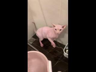 video jk bald kitty hates water sex