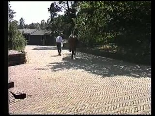 video болезни ног у лошадей видео приложение к журналу золотой мустанг sex