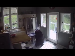video медведь пробрался в дом американки открыл холодильник и нагло стащил курицу sex