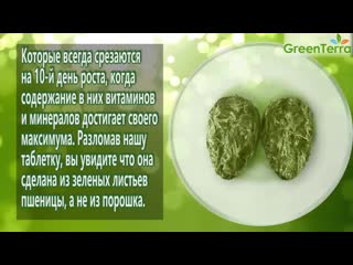 video зеленые ростки пшеницы прессованные полезные свойства ростков пшеницы sex