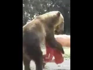 video девочки и тик ток медведь ебет человека sex